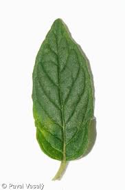 Attēlu rezultāti vaicājumam “Clinopodium vulgare fruit”