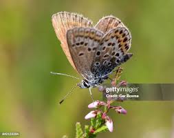Attēlu rezultāti vaicājumam “Plebejus argus female”