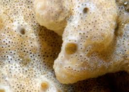 Attēlu rezultāti vaicājumam “Diderma umbilicatum plasmodium”