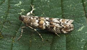 Attēlu rezultāti vaicājumam “Dioryctria abietella”