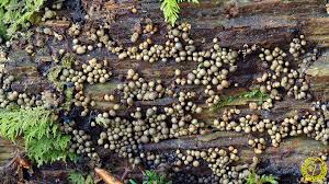 Attēlu rezultāti vaicājumam “Cribraria argillacea”