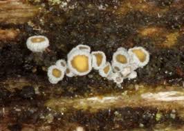 Attēlu rezultāti vaicājumam “Proliferodiscus pulveraceus”