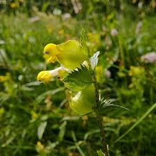 Attēlu rezultāti vaicājumam “Rhinanthus serotinus flower”