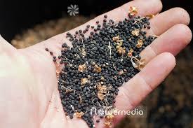 Attēlu rezultāti vaicājumam “Allium ursinum fruit”