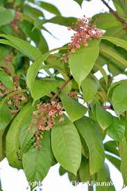 Attēlu rezultāti vaicājumam “Cribraria rubiginosa”