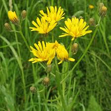 Attēlu rezultāti vaicājumam “Crepis biennis”