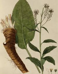 Attēlu rezultāti vaicājumam “Armoracia rusticana leaf”