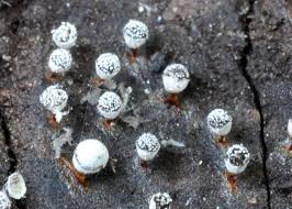 Attēlu rezultāti vaicājumam “Craterium leucocephalum spores”