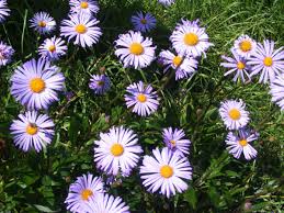 Image result for Aster novi-belgii