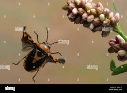 Attēlu rezultāti vaicājumam “Eurydema dominulus imago”