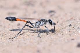 Attēlu rezultāti vaicājumam “Ammophila sp.”