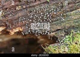 Attēlu rezultāti vaicājumam “Physarum obscurum spores”