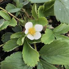 Attēlu rezultāti vaicājumam “Fragaria vesca flower”