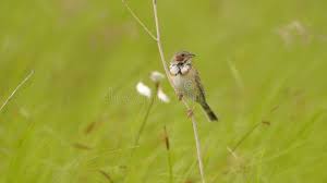 Image result for Emberiza fucata