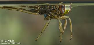 Attēlu rezultāti vaicājumam “Notonecta glauca”