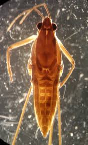 Attēlu rezultāti vaicājumam “Limnoporus rufoscutellatus”