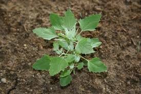 Image result for Chenopodium album