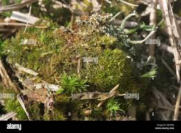 Attēlu rezultāti vaicājumam “Campylopus pyriformis”