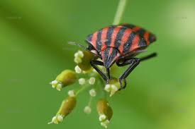 Attēlu rezultāti vaicājumam “Corizus hyoscyami imago”