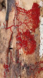 Attēlu rezultāti vaicājumam “Licea minima”