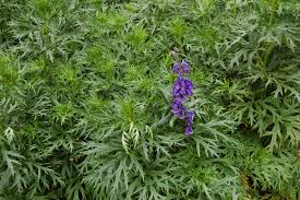 Image result for Aconitum napellus