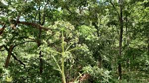 Attēlu rezultāti vaicājumam “Heracleum sphondylium subsp. sibiricum”