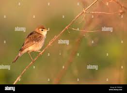 Image result for Hippolais caligata