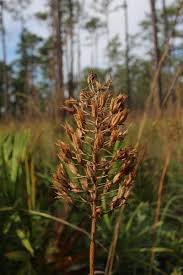 Attēlu rezultāti vaicājumam “Didymium proximum stalked”