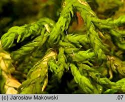 Attēlu rezultāti vaicājumam “Anomodon attenuatus”