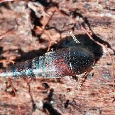 Attēlu rezultāti vaicājumam “Sepedophilus sp.”