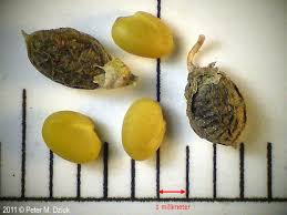 Attēlu rezultāti vaicājumam “Melilotus albus fruit”