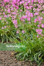 Attēlu rezultāti vaicājumam “Silene viscaria leaf”