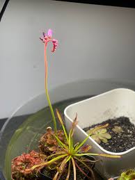 Image result for Drosera