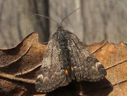 Attēlu rezultāti vaicājumam “Boudinotiana notha”