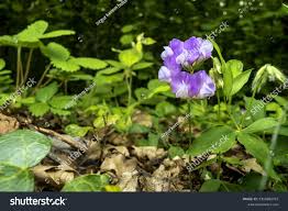 Attēlu rezultāti vaicājumam “Lathyrus palustris flower”