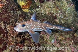 Image result for Hydrolagus colliei