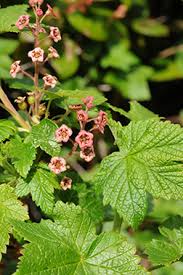 Attēlu rezultāti vaicājumam “Ribes nigrum flower”
