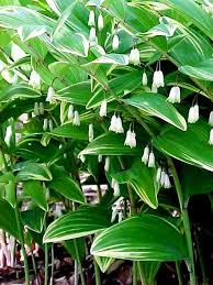 Attēlu rezultāti vaicājumam “Polygonatum odoratum flower”