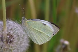 Attēlu rezultāti vaicājumam “Pieris brassicae underside”