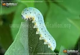 Attēlu rezultāti vaicājumam “Cimbicidae”