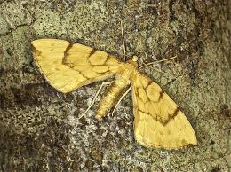 Attēlu rezultāti vaicājumam “Eulithis pyraliata”