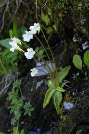 Attēlu rezultāti vaicājumam “Pinguicula alpina”