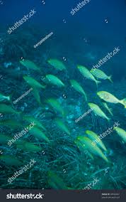 Image result for Spondyliosoma cantharus