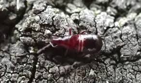 Attēlu rezultāti vaicājumam “Pinthaeus sanguinipes imago”