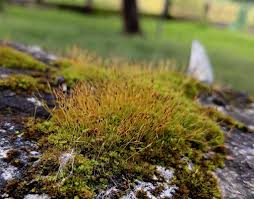 Attēlu rezultāti vaicājumam “Neckera crispa sporophyte”