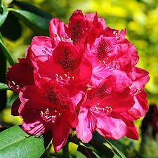 Attēlu rezultāti vaicājumam “rhododendron”