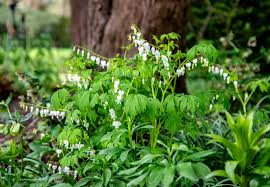 Image result for tränendes Herz