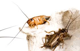 Attēlu rezultāti vaicājumam “Gryllus domesticus”