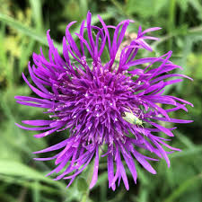 Attēlu rezultāti vaicājumam “Centaurea scabiosa flower”