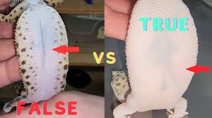 Image result for gravidity leopard gecko